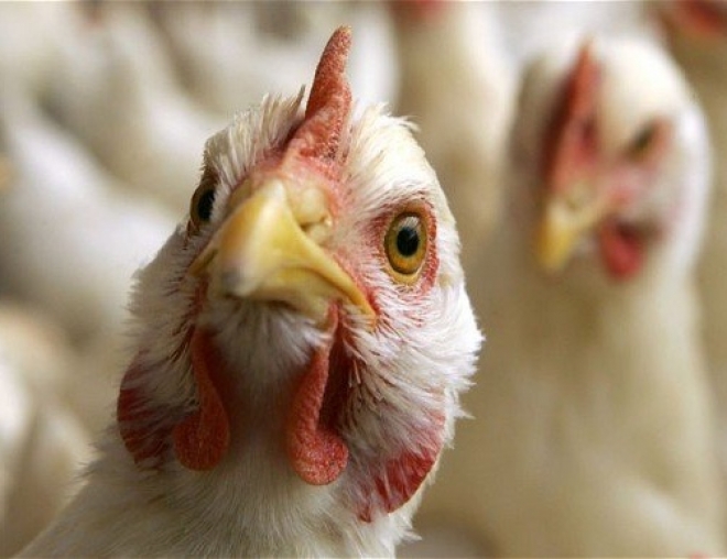 Россельхознадзор: Источником вируса птичьего гриппа в Татарстане стали дикие птицы