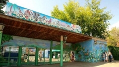 «Река Замбези» в Казани пополнилась двумя львицами