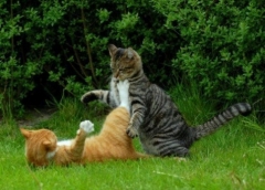 Новости  - Кошачья фотобитва «Мартовской кот» выходит на финишную прямую