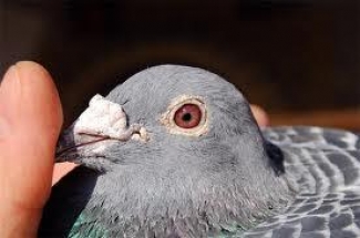 Казанцы могут полюбоваться на спортивных голубей (Татарстан)