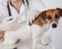 Новости  - В казанском посёлке установлен карантин по бешенству