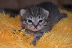 Новости  - 30 бездомных пушистиков ждут возвращения домой