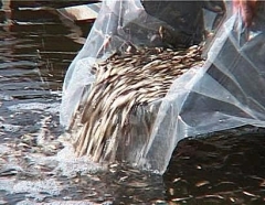 Новости  - В Татарстане создан совет по развитию рыболовства