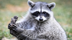 Исполком Альметьвского района закупит белок, енотов и лебедей