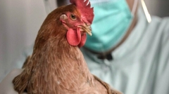 Новости Медицина - В Татарстане распространяется птичий грипп