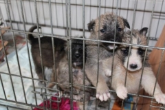 Новости  - Собачий приют в Столбищах просит помощи