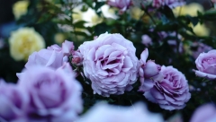 На оформление цветами потратят более 50 миллионов рублей