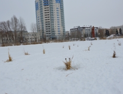 Новости  - Казанские экологи и активисты спасли рыбу от мора на озере Харовое