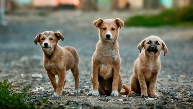 В поселке Советского района Казани ввели карантин по бешенству