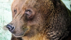 Новости  - В Казанском зоопарке проснулись бурые медведи