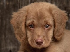 Новости  - Садистка из Набережных Челнов убила щенка перед фотокамерой