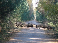 Новости  - Водителю, сбившему под Казанью стадо кабанов, грозит крупный штраф