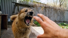 Новости  - Карантин по бешенству введен в Тукаевском районе РТ