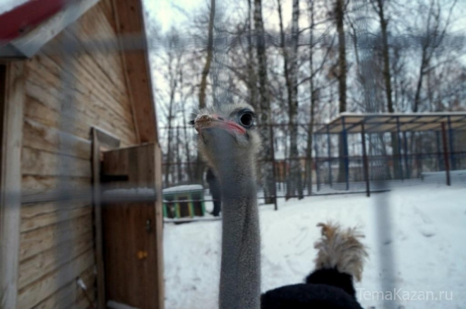 Утвержден проект реконструкции Казанского зоопарка и его новых границ