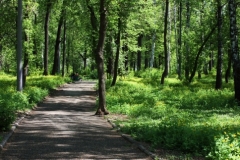 Новости  - Парк «Сосновая роща» у ДК Химиков возродят к 70-летию Победы