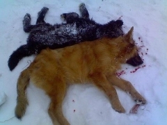 Новости  - Бизнесмена из Челнов будут судить за жестокое обращение с животными