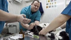 В Татарстане начнет работу скорая помощь для домашних животных