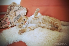 Новости  - Кот-приемыш выиграл для хозяйки билеты на «Чудесариум»