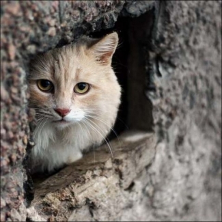 В Казани пройдёт акция-выставка бездомных кошек «Дорога домой»