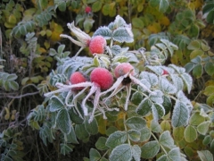Новости  - Синоптики прогнозируют первые заморозки  в Татарстане