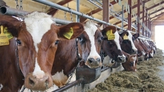 Новости  - Представители итальянской компании осмотрели место строительства  животноводческого комплекса