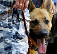 Новости  - В Нижнекамске заминирован дом?