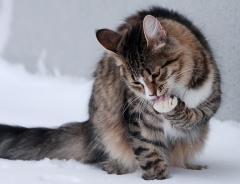 Новости  - В Набережных Челнах организуют пункты обогрева для бродячих кошек