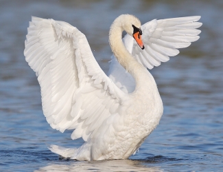 Лебедь на казанском озере Кабан решил очистить его от мусора