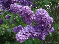 Новости  - Синоптики Татарстана обещают сегодня до +25 градусов