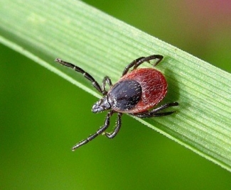 В Татарстане зарегистрировали 79 случаев клещевого энцефалита