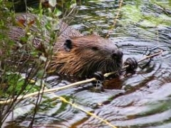 Новости  - Охотник вместо бобра застрелил своего друга