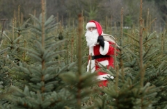 Новости  - К Новому году в Казани откроется 20 ёлочных базаров