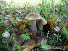 Новости  - В Татарстане зарегистрировано девять случаев отравления грибами