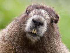 Новости  - Интересные факты о бобрах