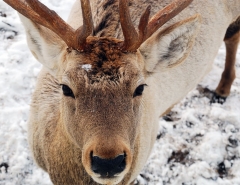 Новости  - В дикие леса Татарстана выпустят 30 особей маралов