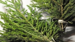 Новости  - Казанцам предложили сдать елки после праздников на корм животным