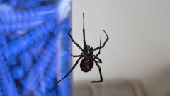 Новости Происшествия - Смертельно опасный паук был обнаружен в лесах Татарстана