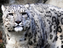 Новости  - После смерти 12-летнего барса Рустам Минниханов пообещал подарить животное Казанскому зоопарку