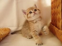 Новости  - В выходные можно бесплатно обзавестись питомцем (Казань)