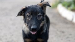 Новости Не проходите мимо! - В Казани снова пройдет благотворительная акция «Лапа дружбы»