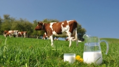 Новости Общество - Татарстан занял лидирующую позицию по производству молока в России